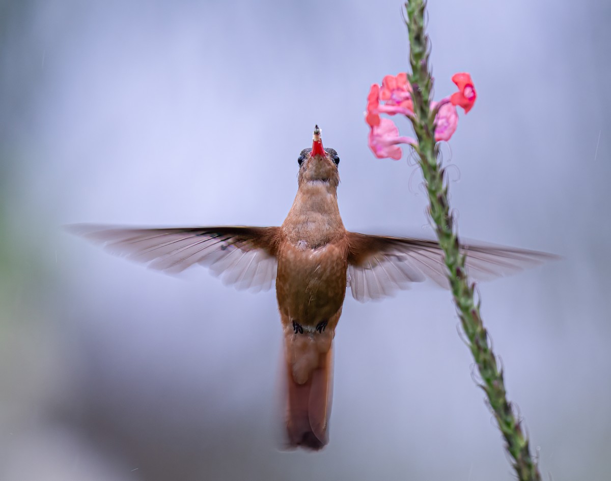 kolibřík ryšavý - ML614817012