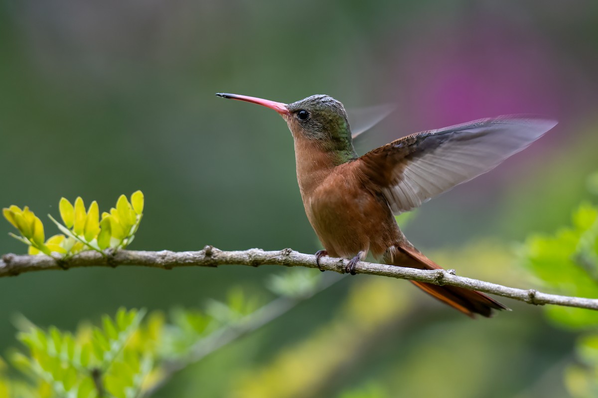 kolibřík ryšavý - ML614817013