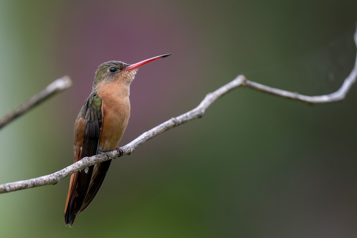 kolibřík ryšavý - ML614817014