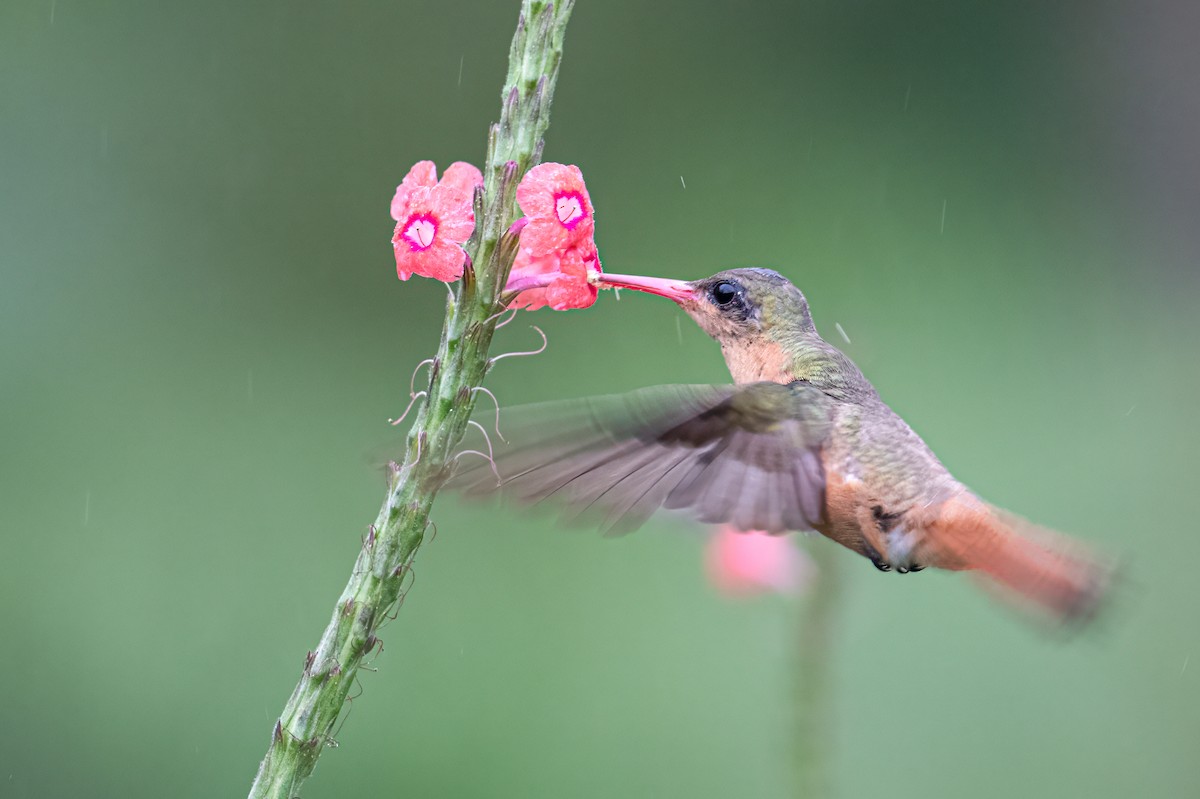 kolibřík ryšavý - ML614817015
