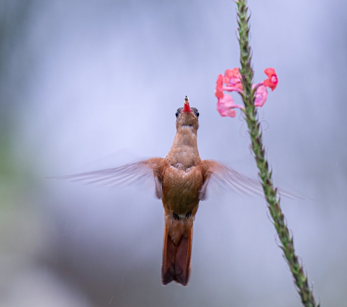 kolibřík ryšavý - ML614817016