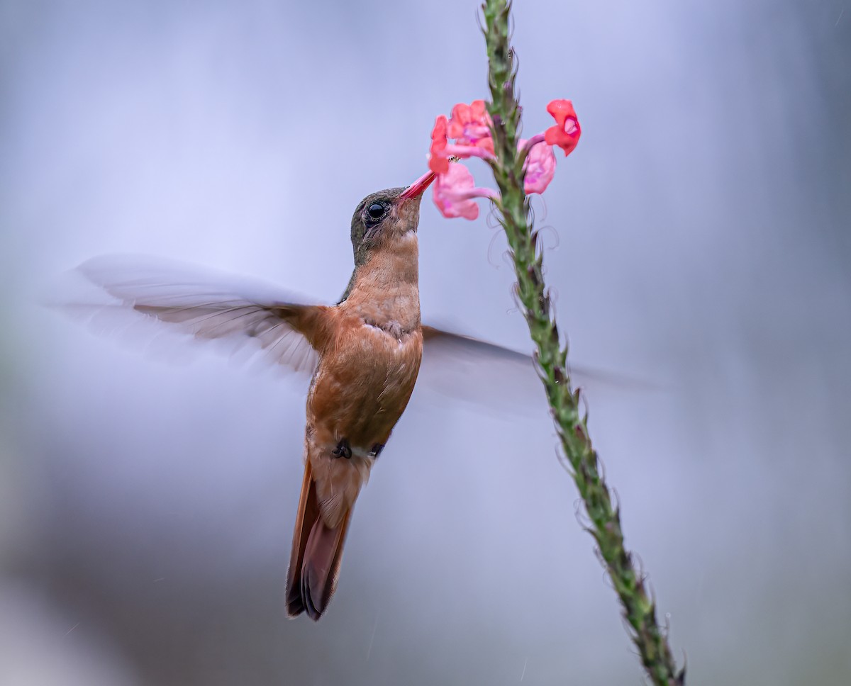 kolibřík ryšavý - ML614817017