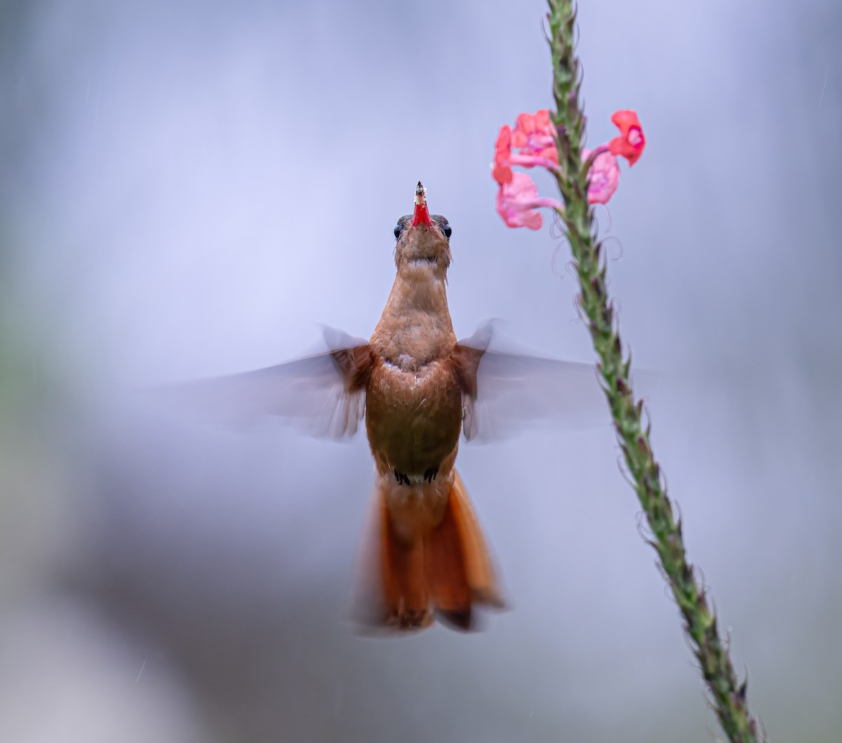 kolibřík ryšavý - ML614817018