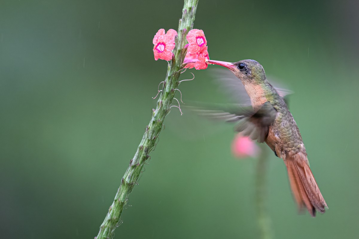 kolibřík ryšavý - ML614817019