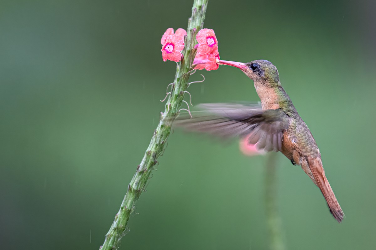 kolibřík ryšavý - ML614817020