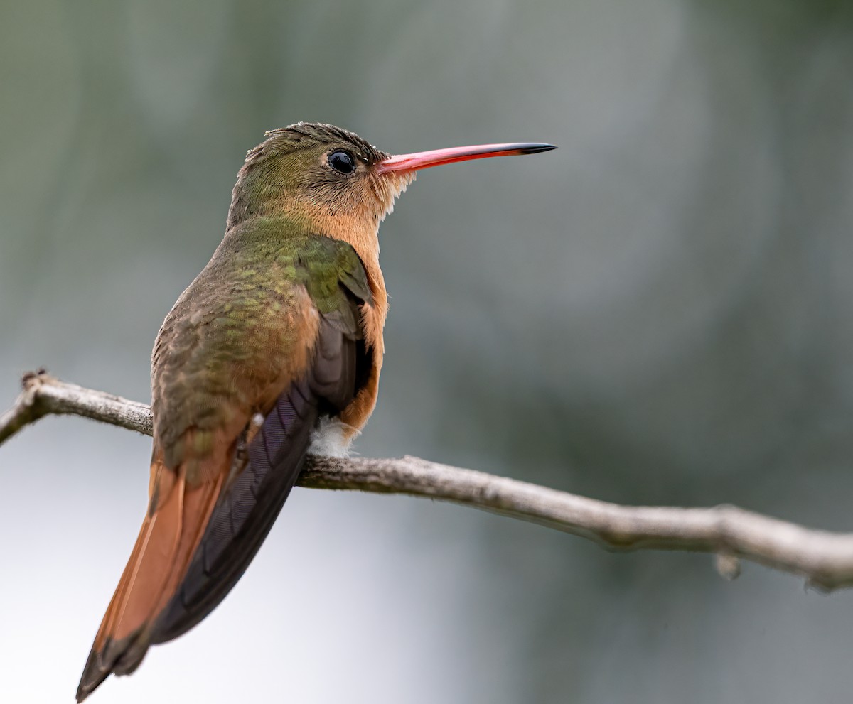 kolibřík ryšavý - ML614817021