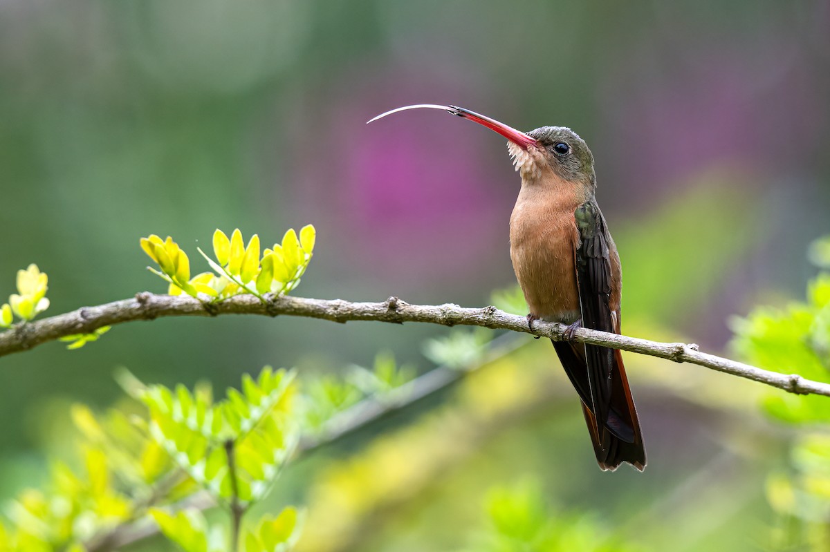 kolibřík ryšavý - ML614817022