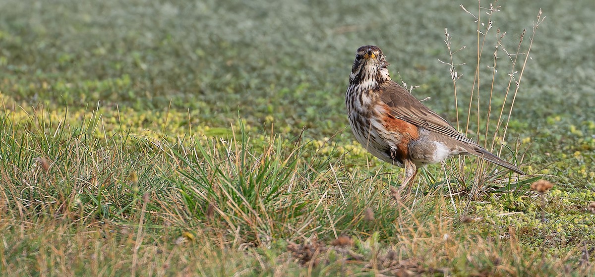 Дрізд білобровий (підвид iliacus) - ML614817034