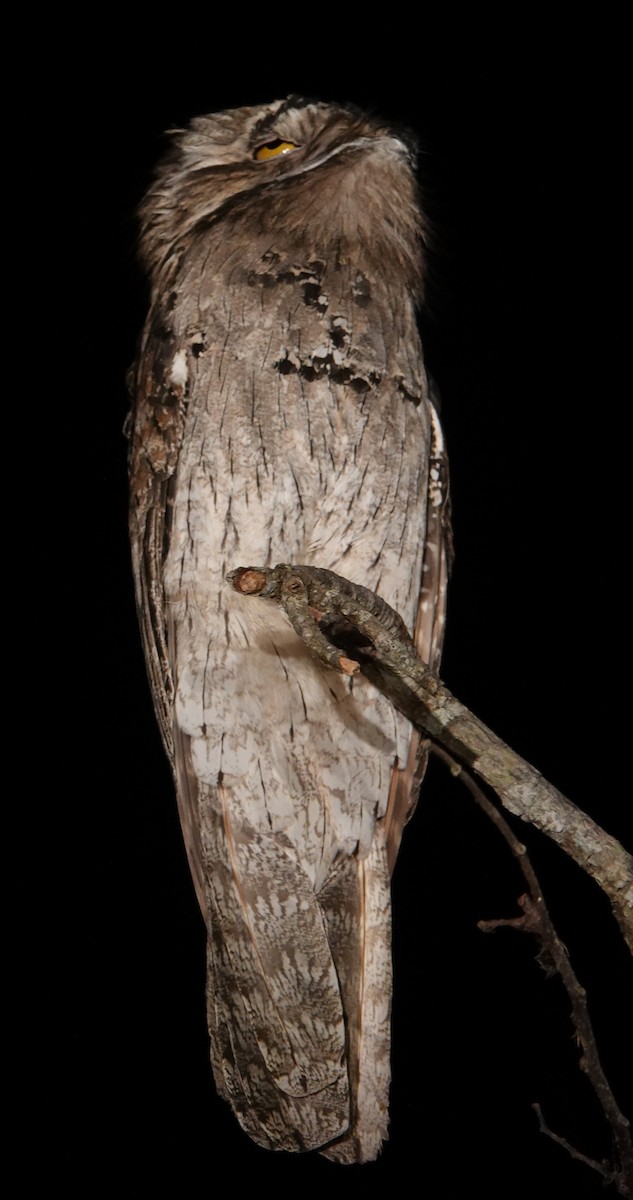 Northern Potoo - ML614817045