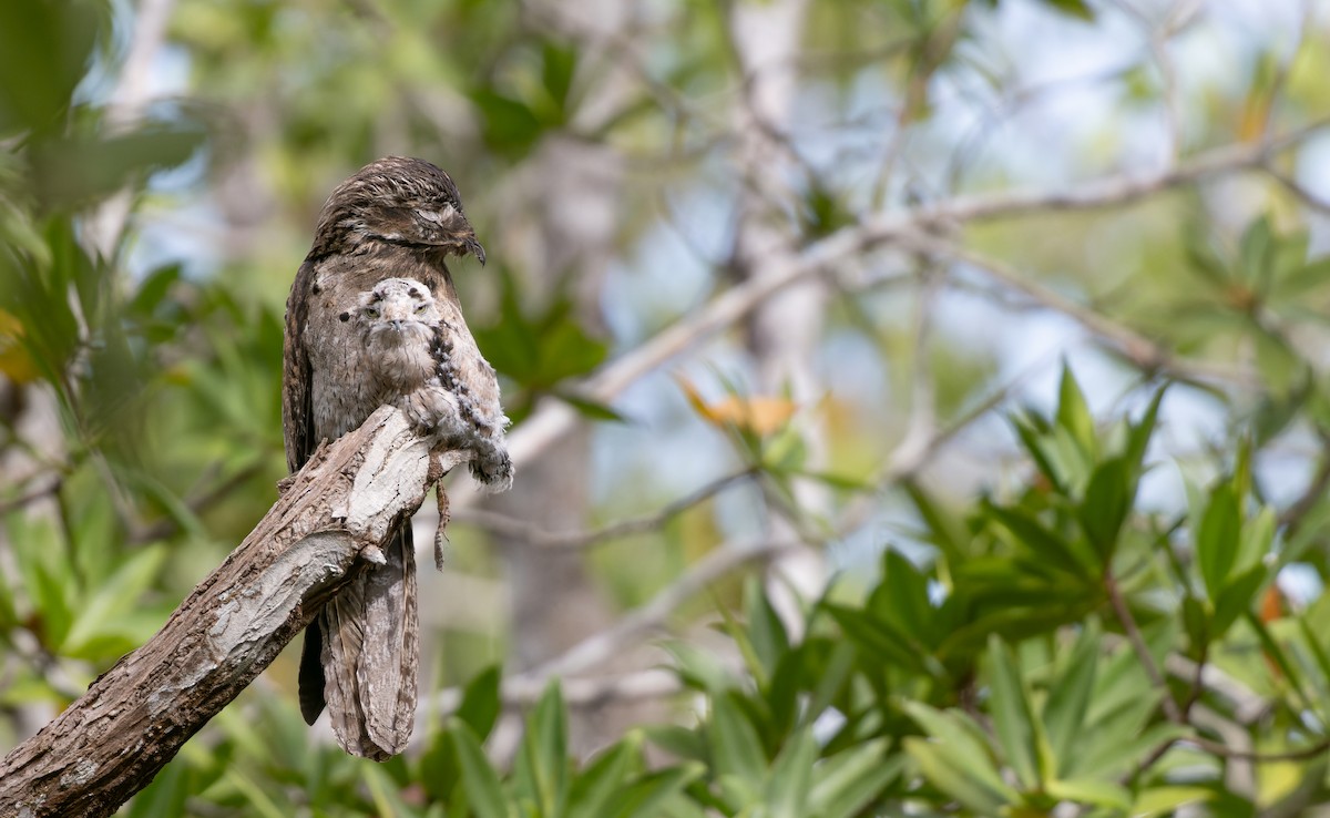 Common Potoo - ML614817070