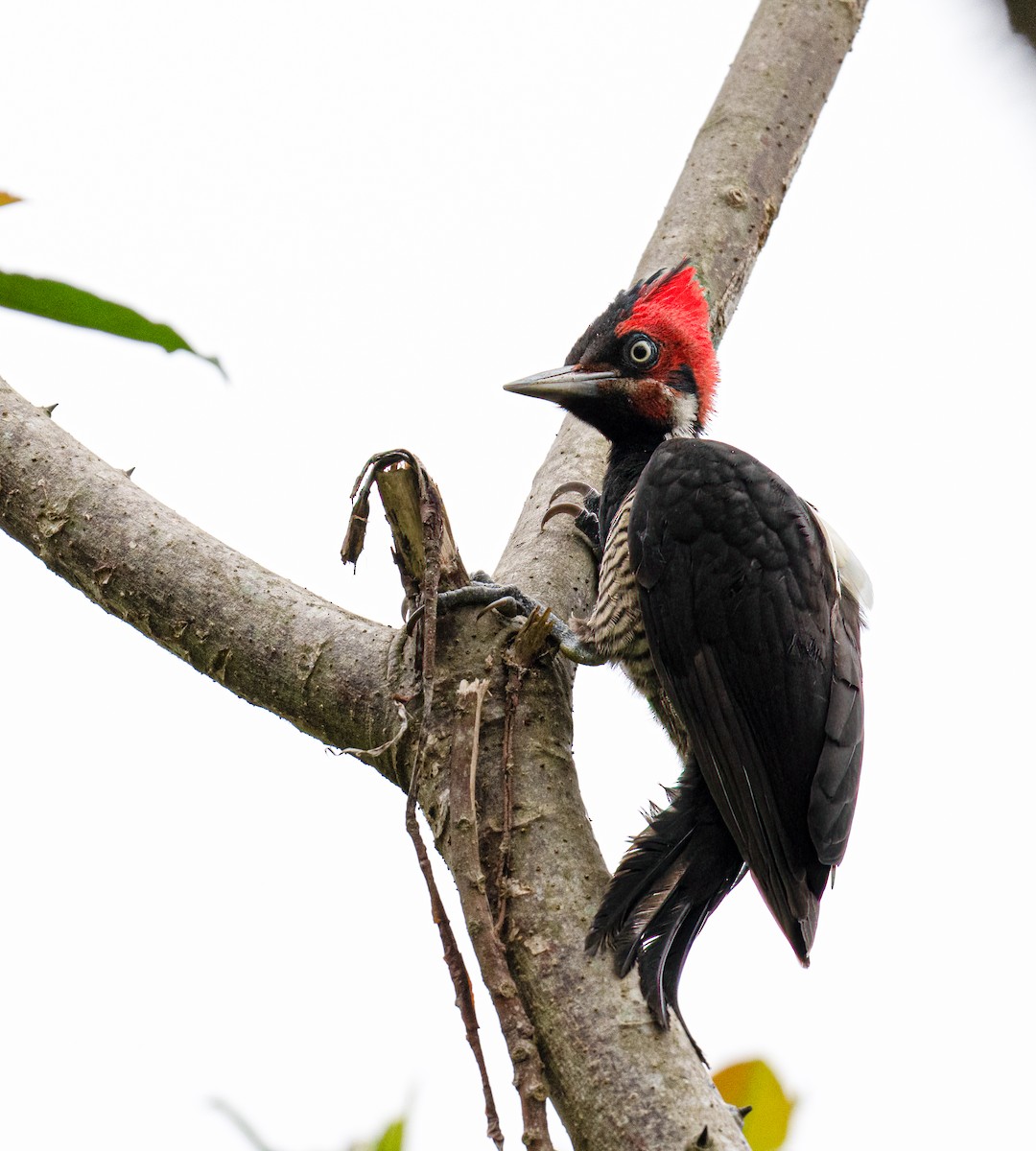 Lineated Woodpecker - ML614817077