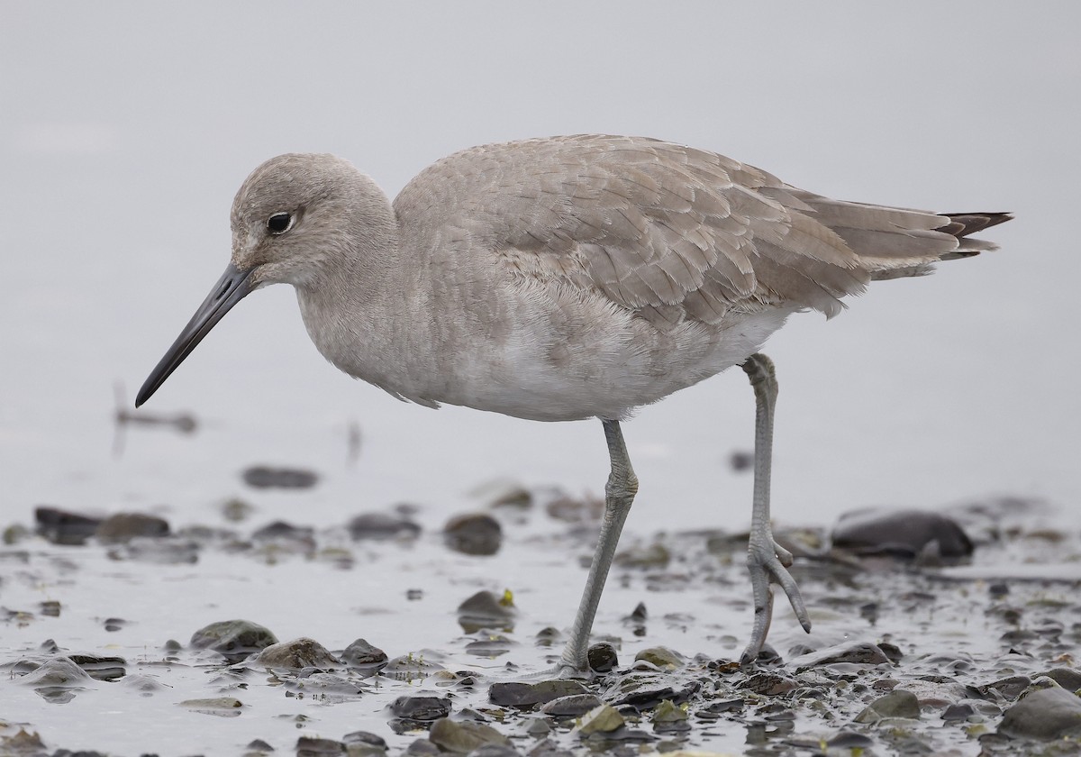 Willet - Charles Fitzpatrick