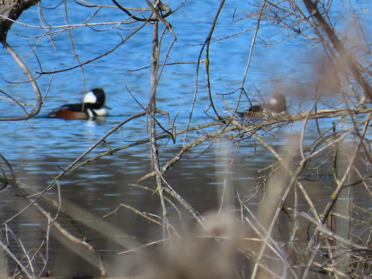 Hooded Merganser - ML614817189