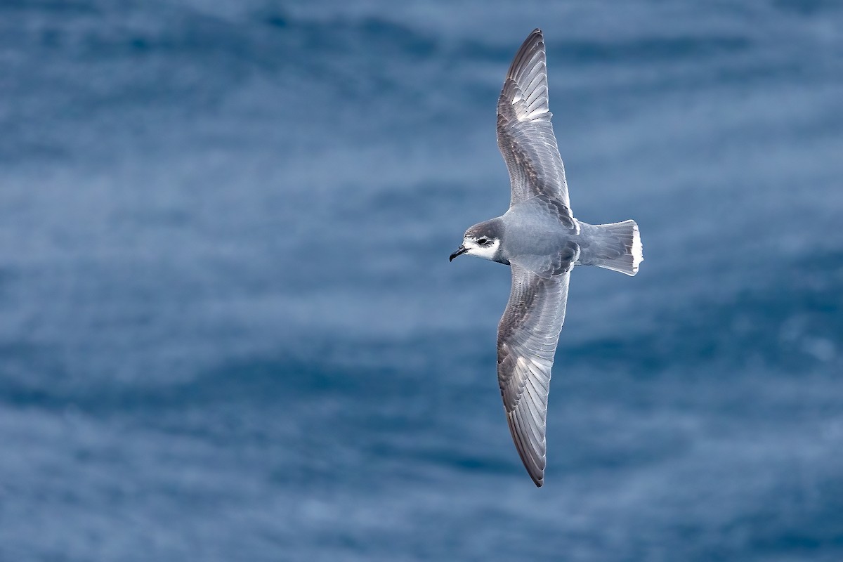 Blue Petrel - Daniel Danckwerts (Rockjumper Birding Tours)