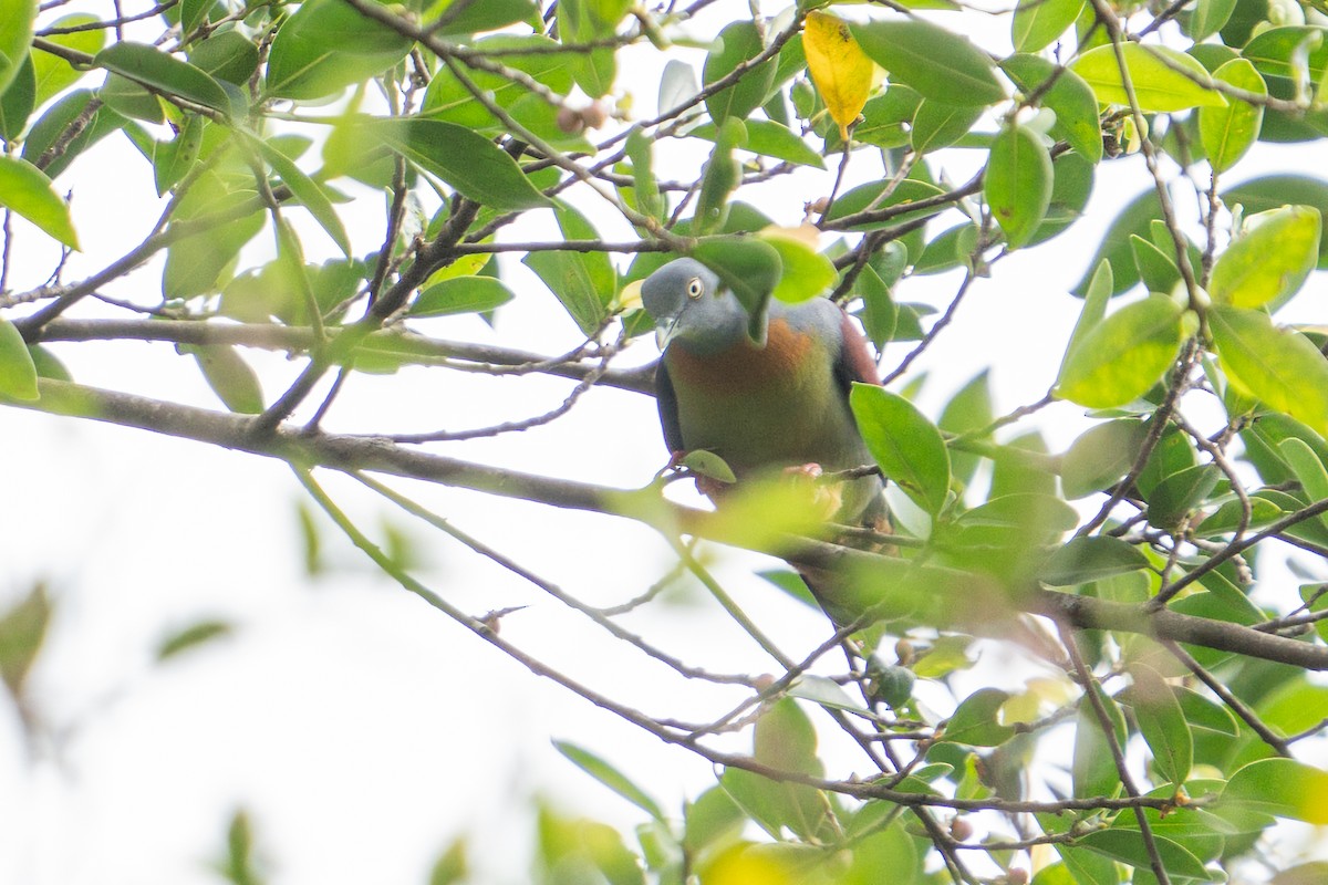 Little Green-Pigeon - ML614817240