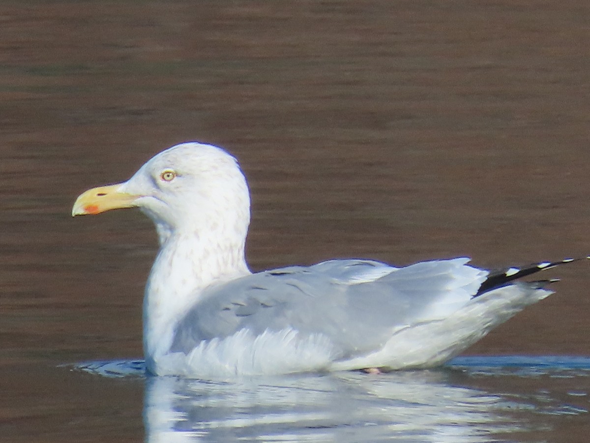 Herring Gull - ML614817245