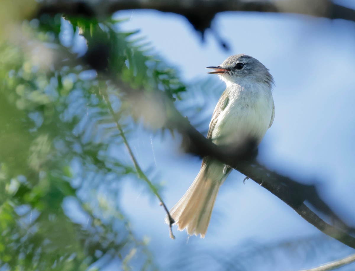 Plain Tyrannulet - ML614817264