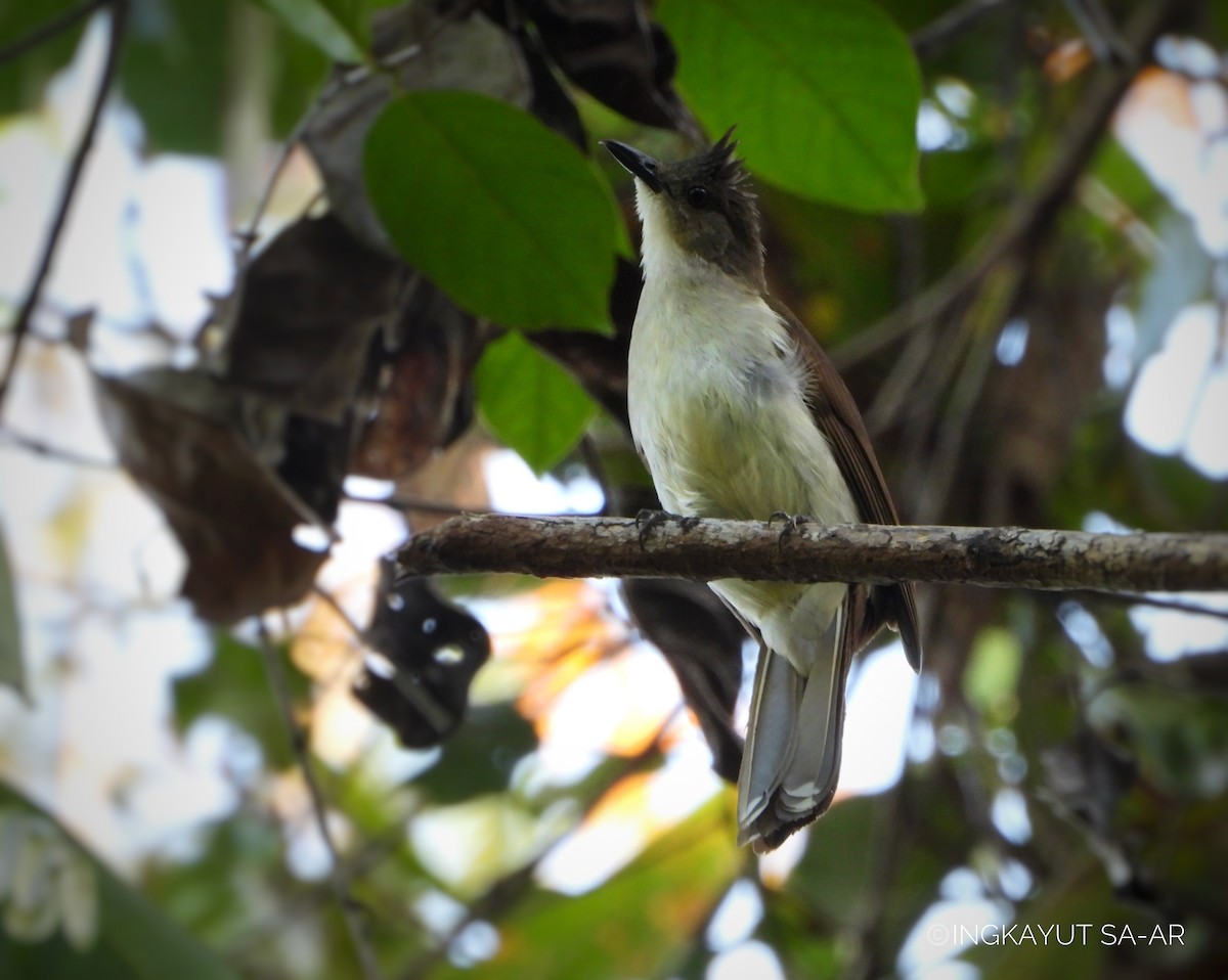 Puff-backed Bulbul - Ingkayut Sa-ar