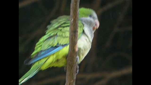 Monk Parakeet (Monk) - ML614817268