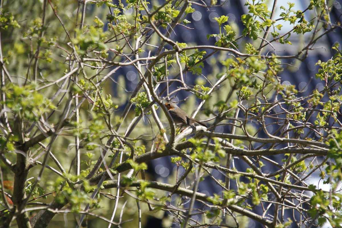 European Robin - Klara Poerschke