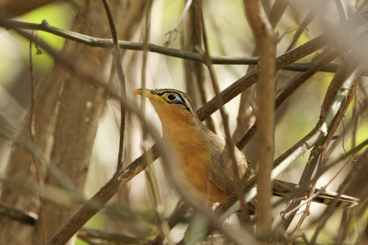 Lesser Ground-Cuckoo - ML614817325