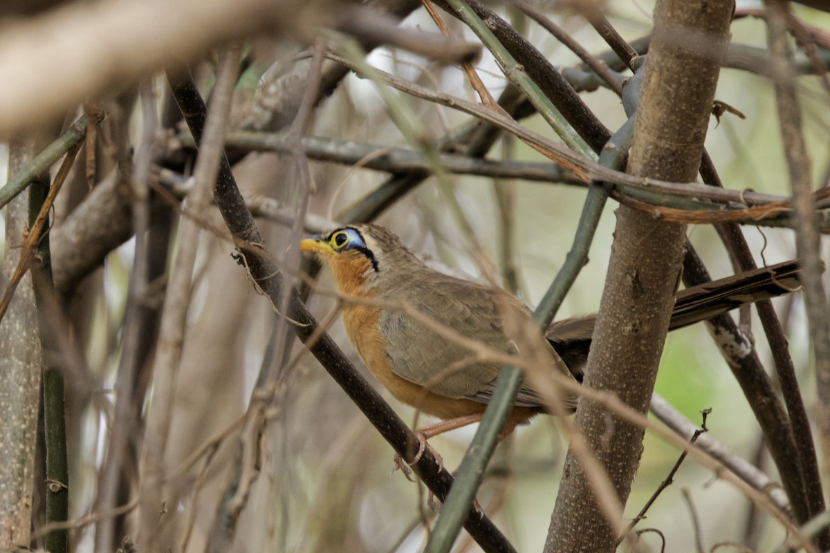 Lesser Ground-Cuckoo - ML614817332