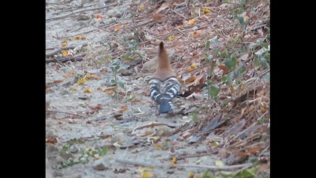 Eurasian Hoopoe - ML614817384