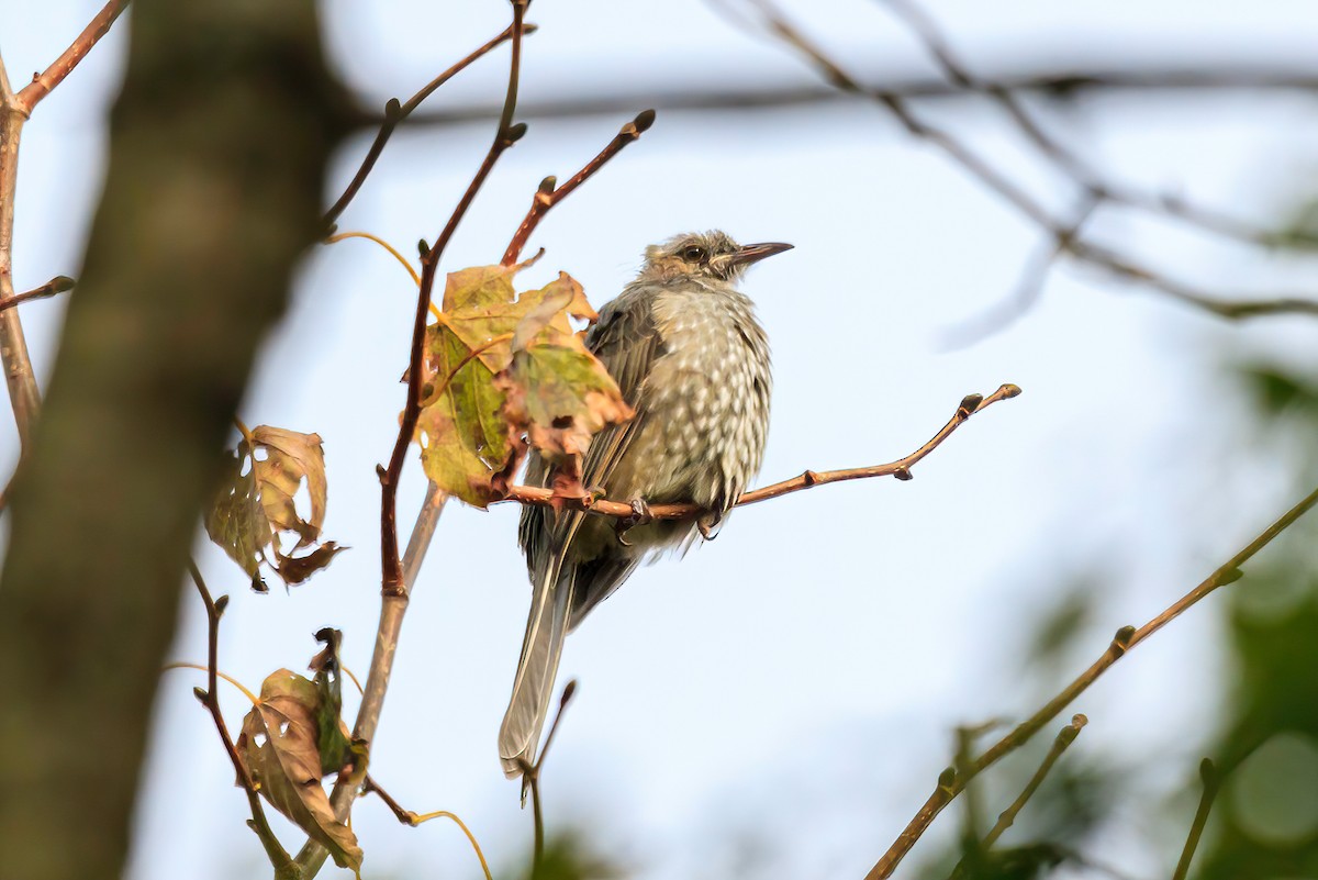 Brown-eared Bulbul - ML614817387