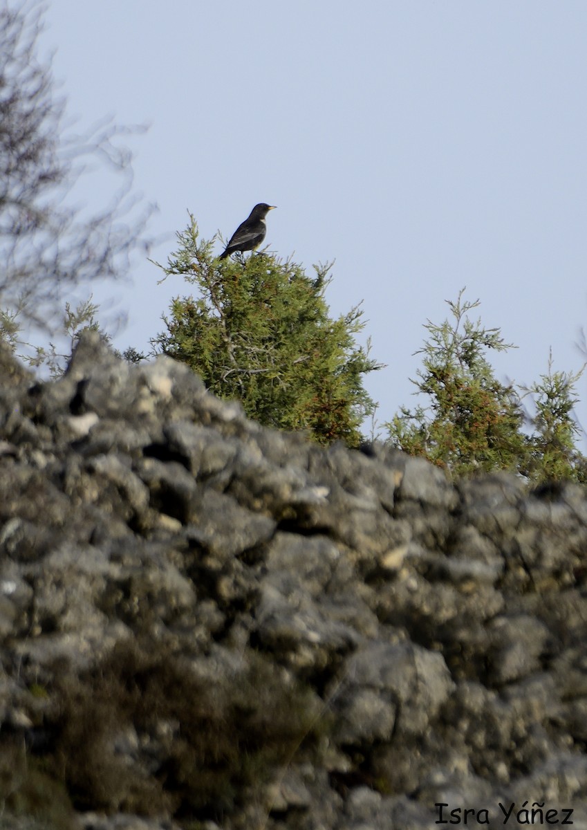 Ring Ouzel - ML614817390