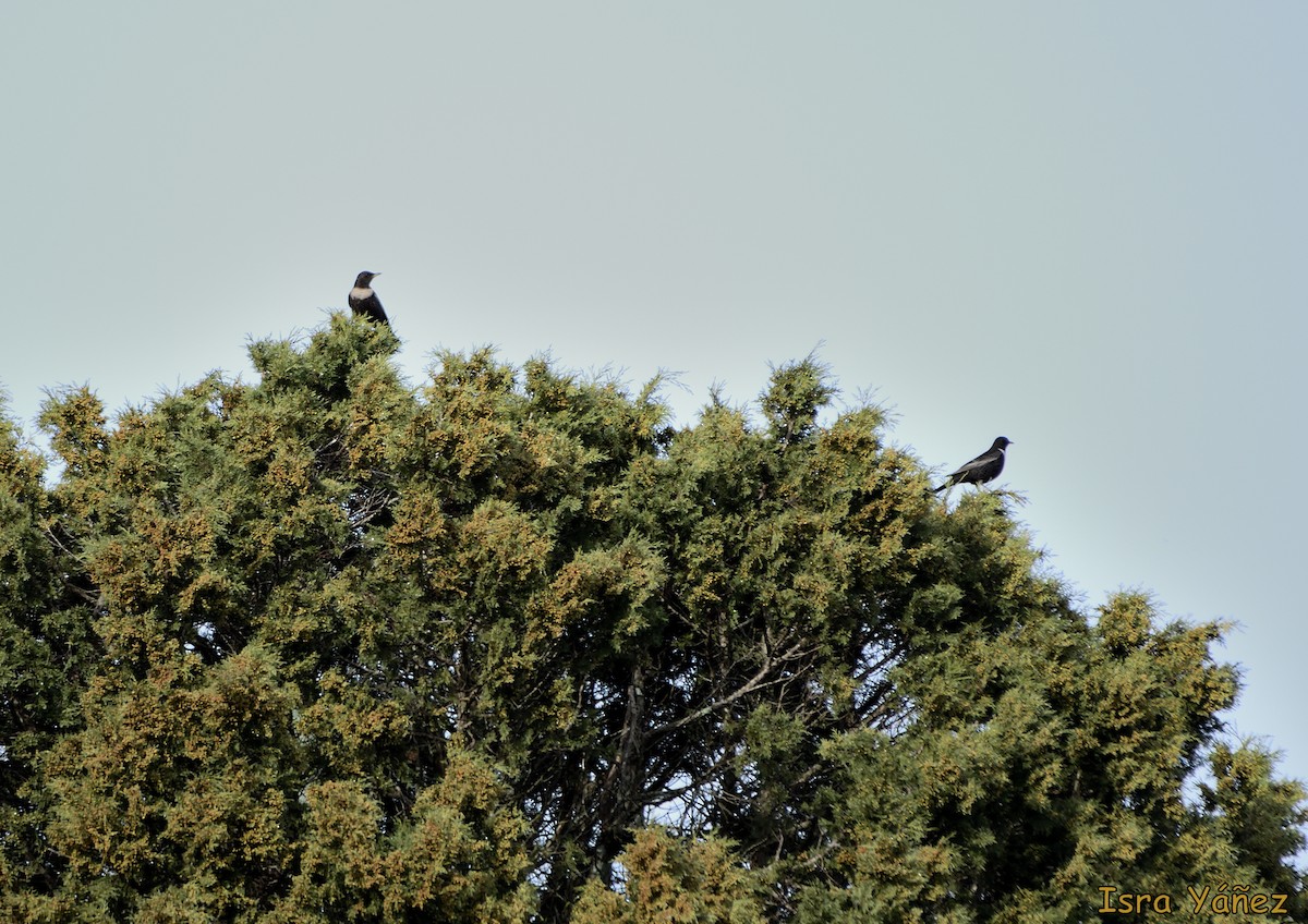 Ring Ouzel - ML614817391