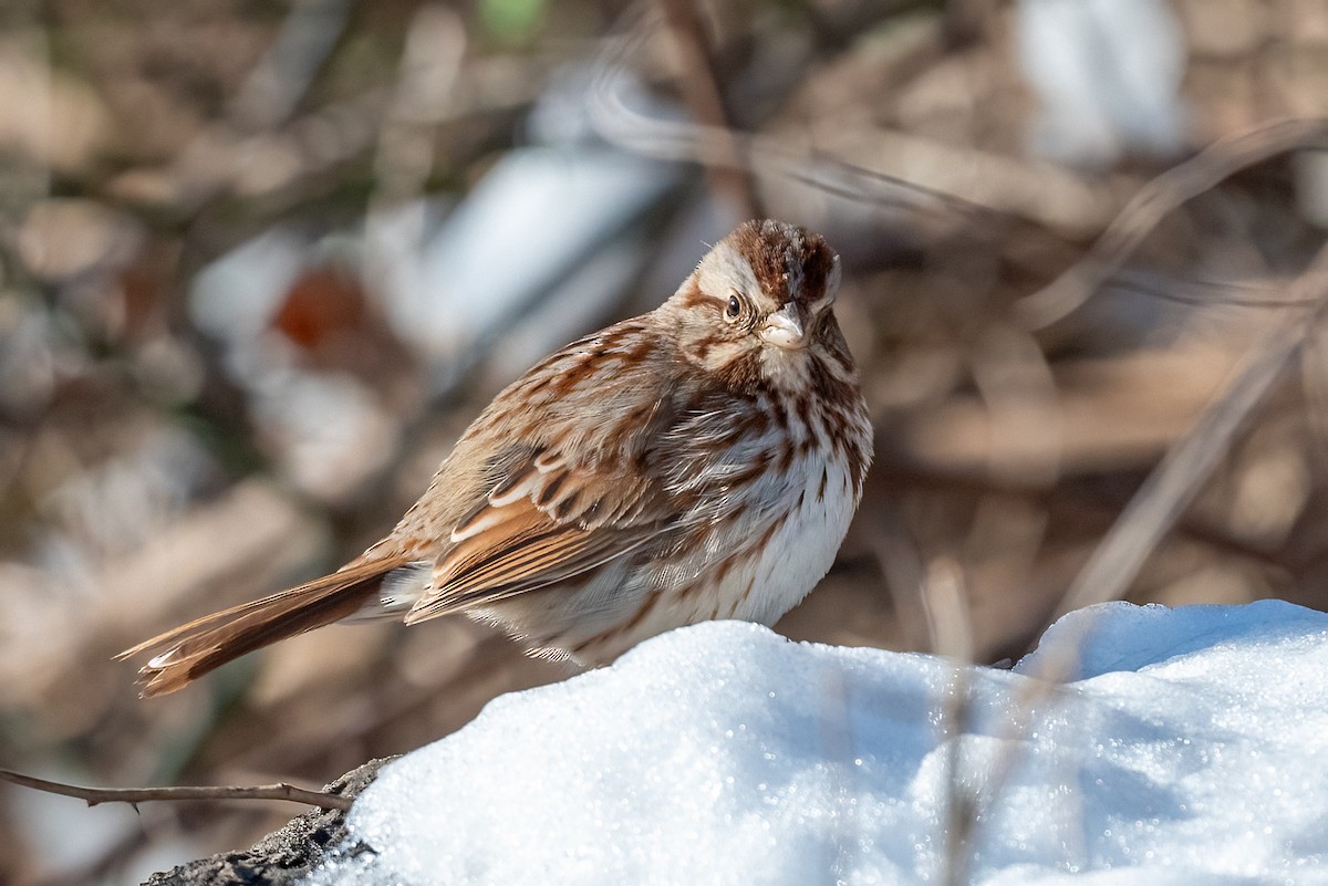 Song Sparrow - ML614817445