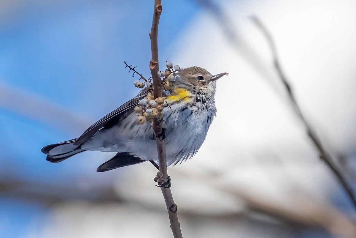 Yellow-rumped Warbler - ML614817451