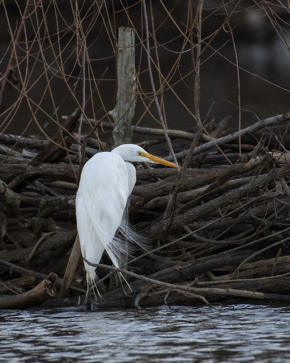 Great Egret - ML614817498