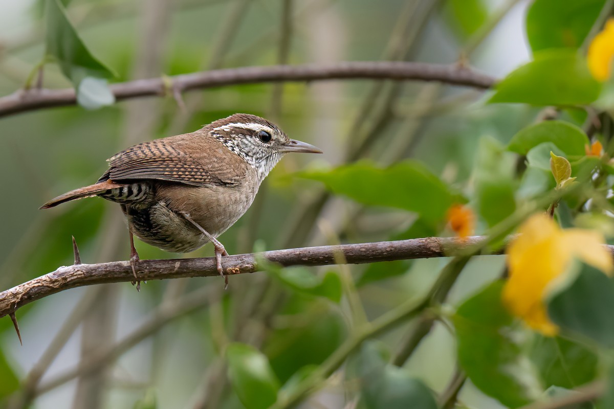 Sinaloa Wren - Cynthia Carlson