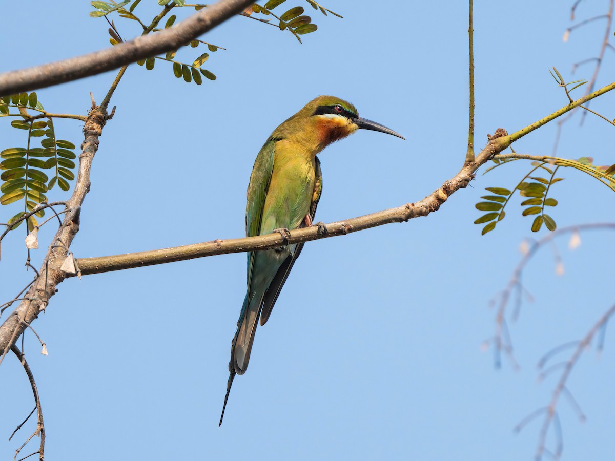 Blue-tailed Bee-eater - ML614817573