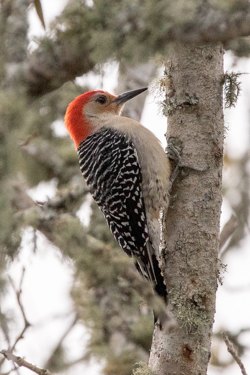 Red-bellied Woodpecker - Johanne Cousineau