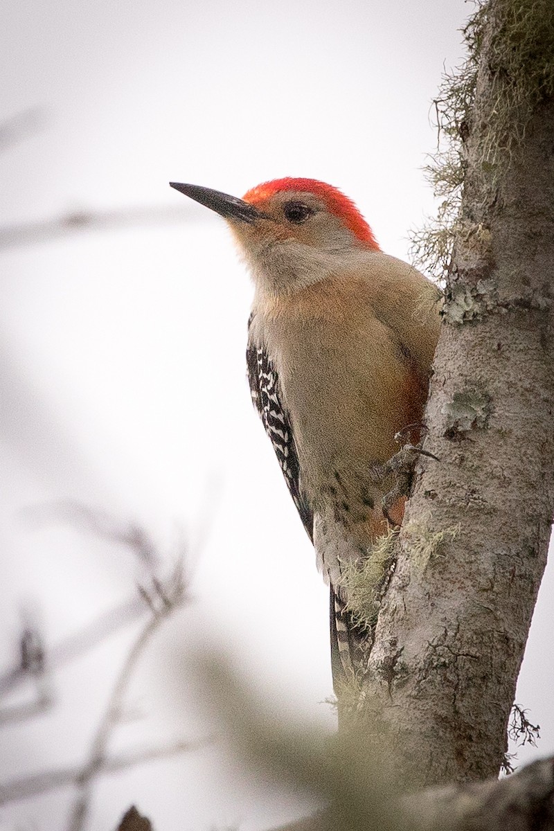 Red-bellied Woodpecker - Johanne Cousineau