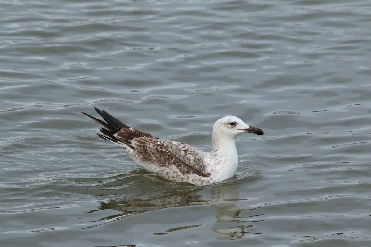 Caspian Gull - ML614817695