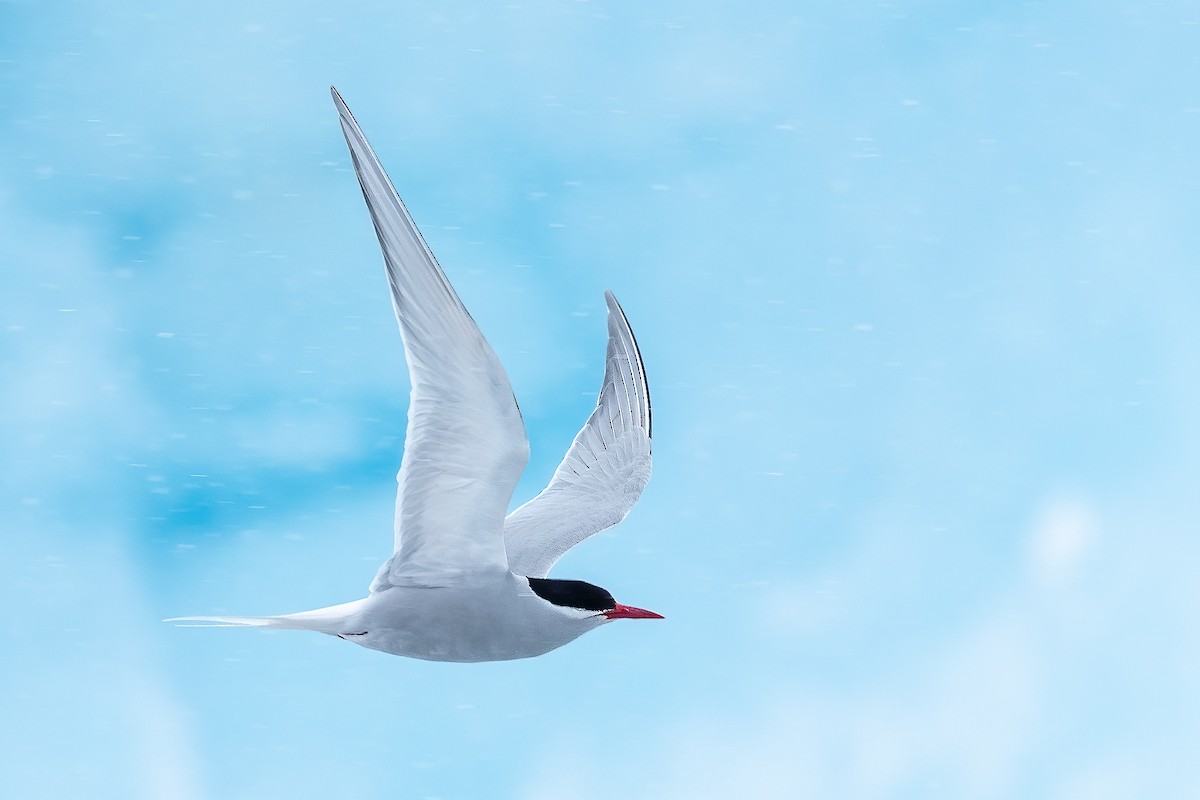 Antarctic Tern - ML614817714