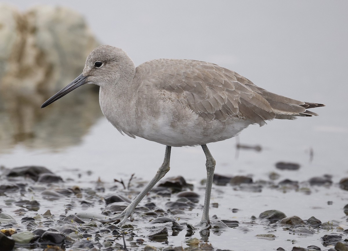 Willet - Charles Fitzpatrick