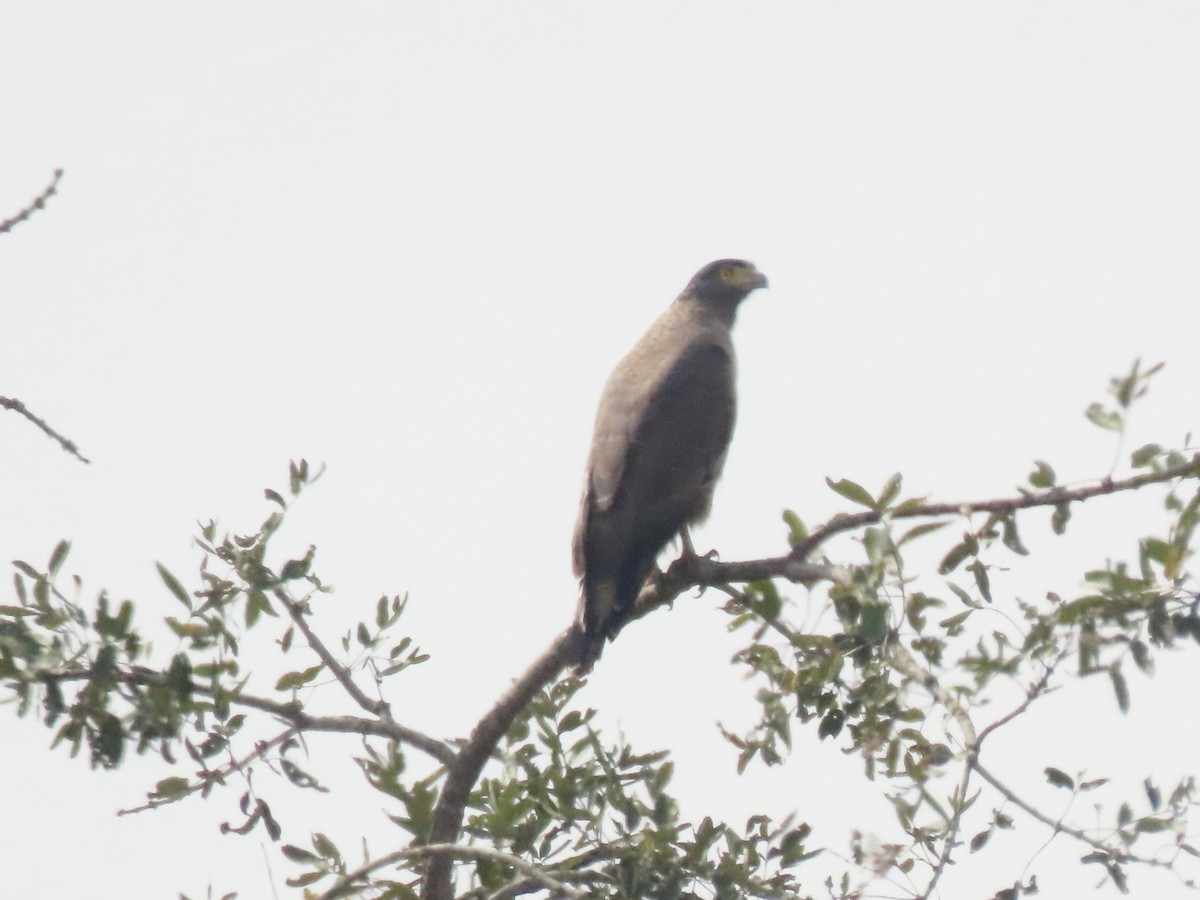 Crested Serpent-Eagle - ML614817790