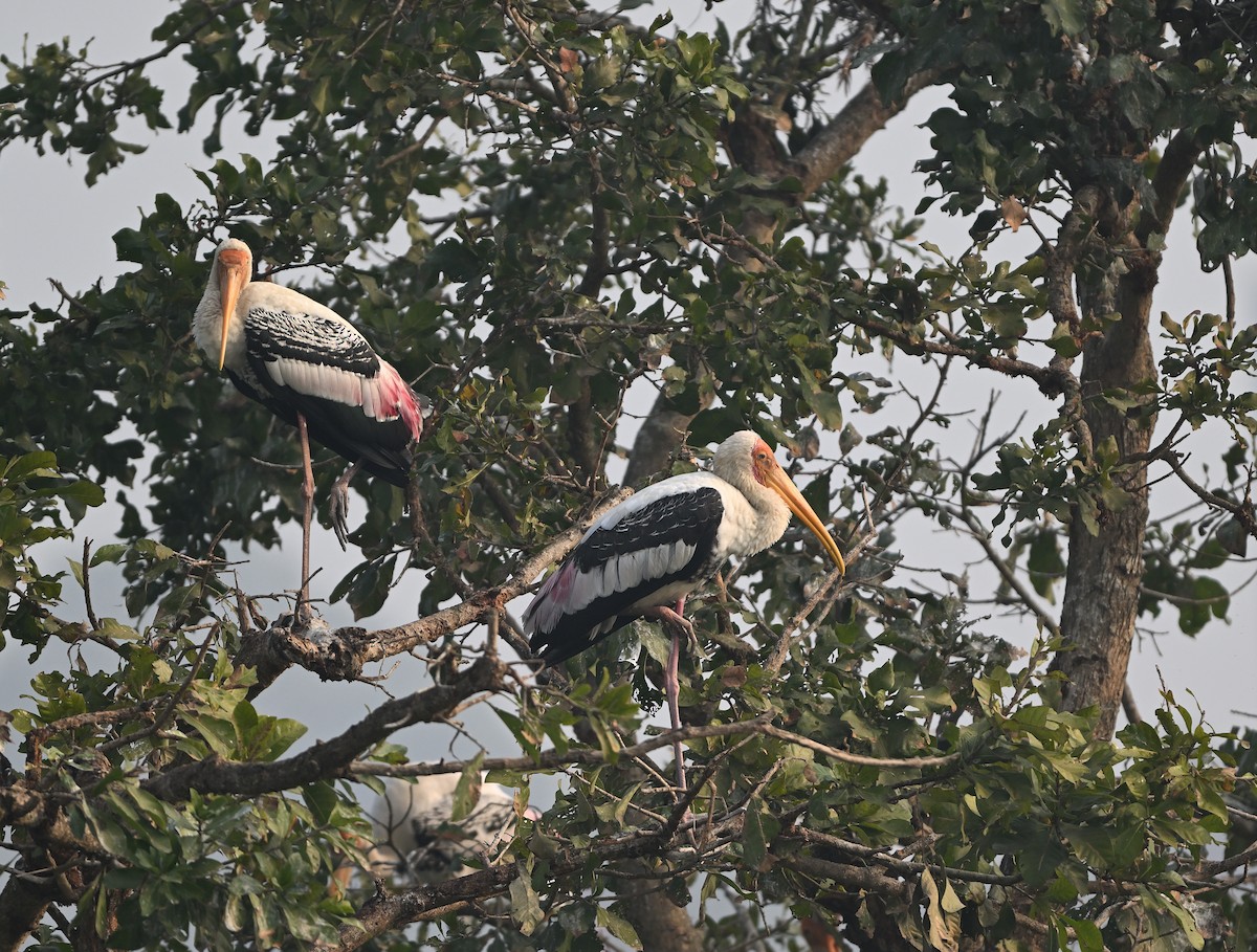 Painted Stork - Anurag Mishra