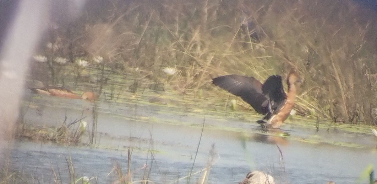 Fulvous Whistling-Duck - ML614817859