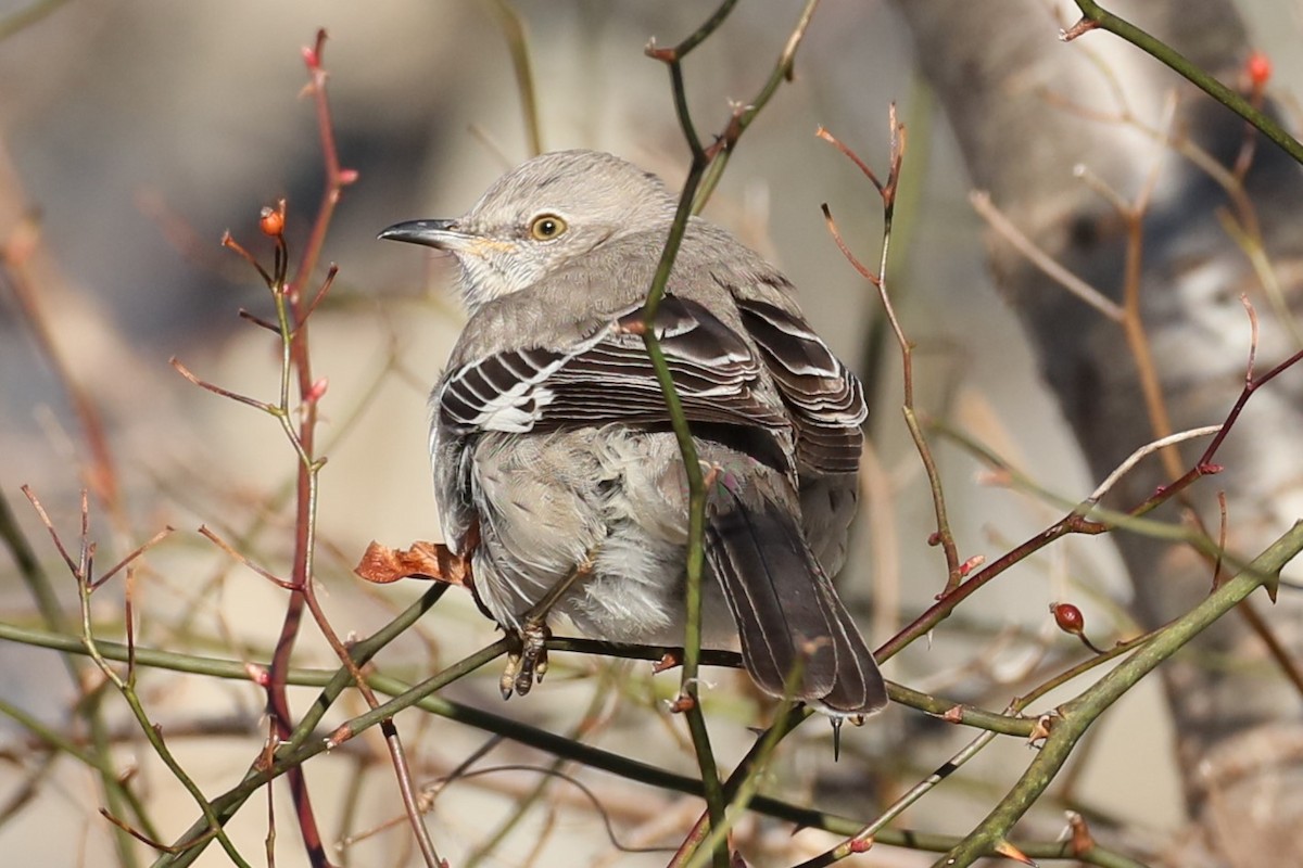 Northern Mockingbird - ML614817883