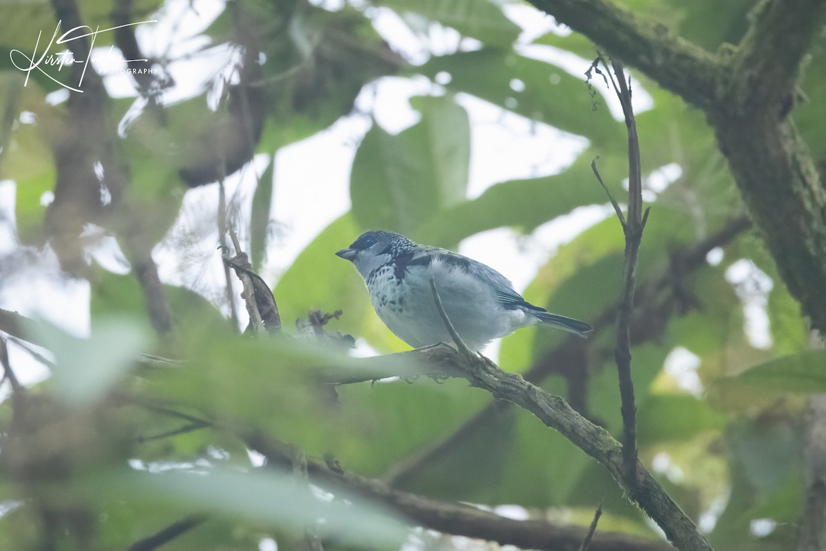 Azure-rumped Tanager - Kirsten Tucker