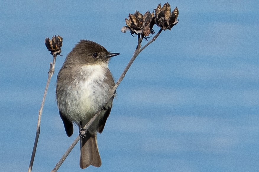 Eastern Phoebe - ML614817887