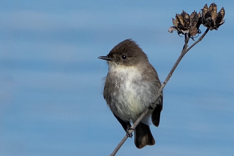 Eastern Phoebe - ML614817888