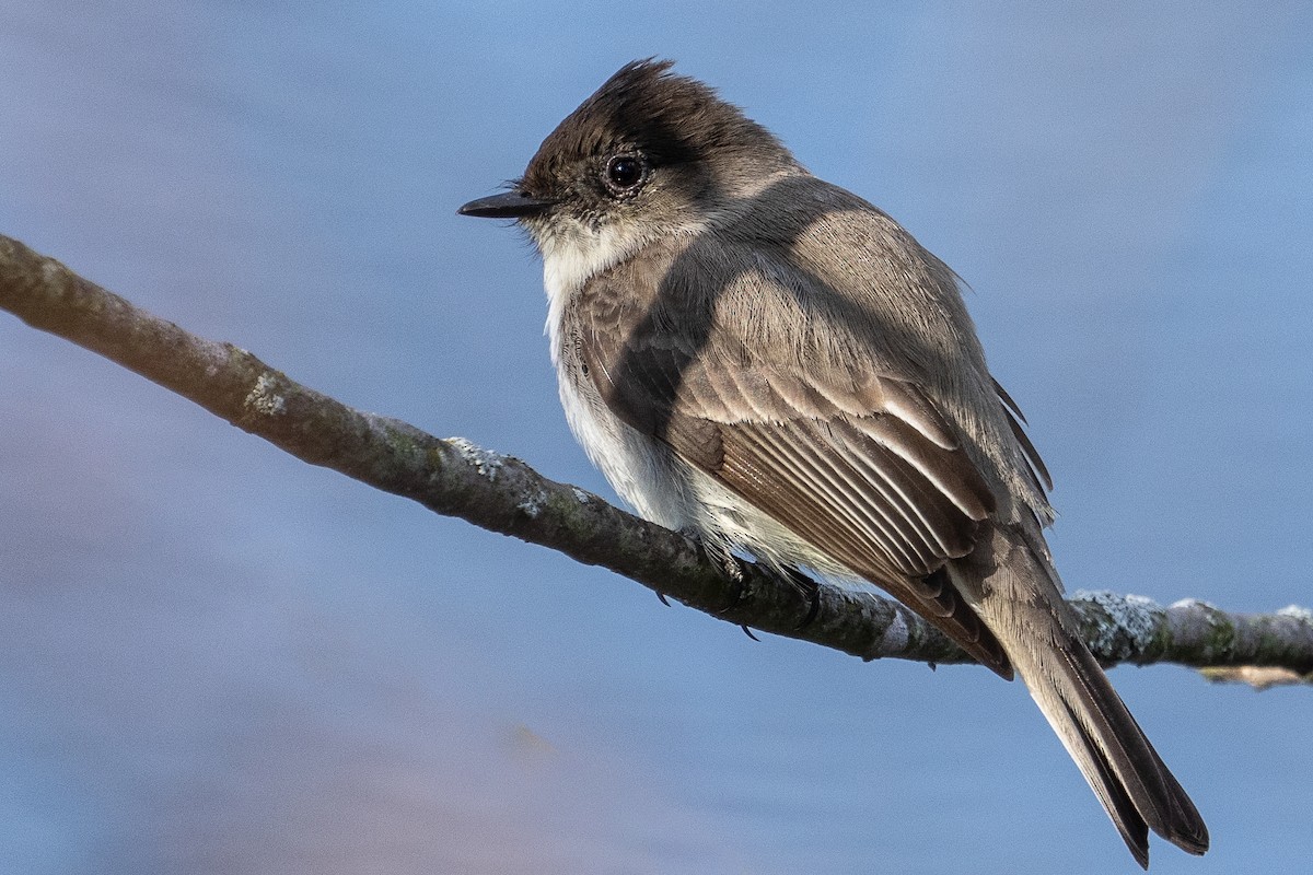 Eastern Phoebe - ML614817890