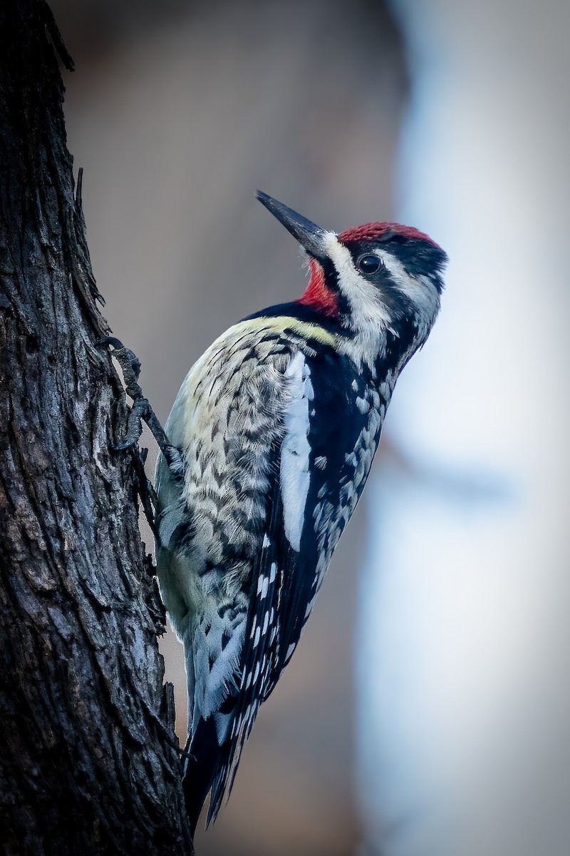 Yellow-bellied Sapsucker - ML614817895