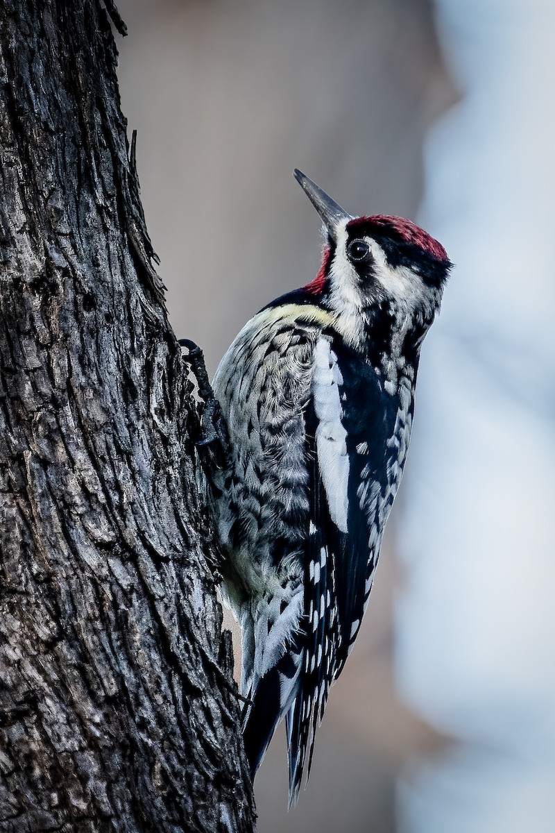Yellow-bellied Sapsucker - ML614817896